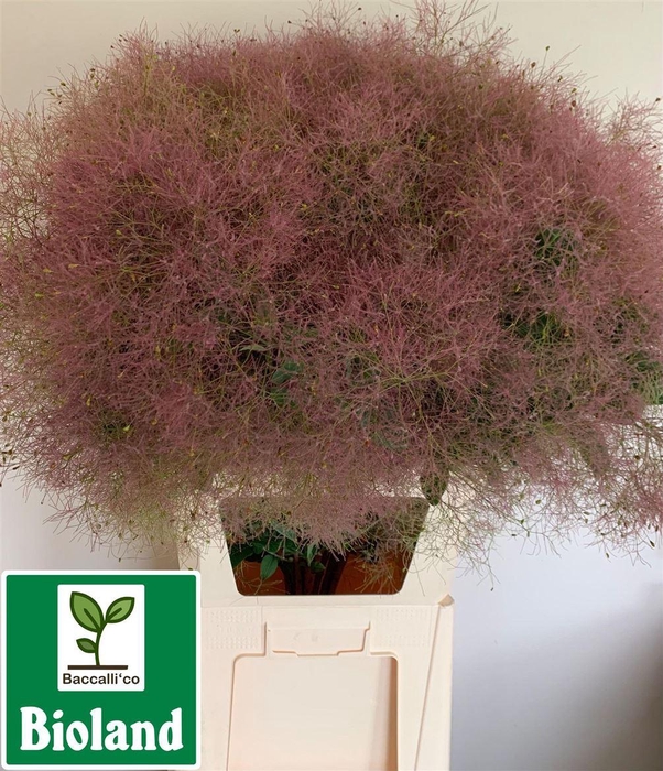 <h4>Cotinus Coggygria</h4>