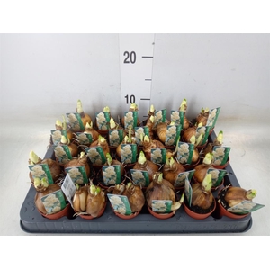 Narcissus DU 'Bridal Crown'