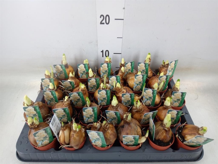 <h4>Narcissus DU 'Bridal Crown'</h4>