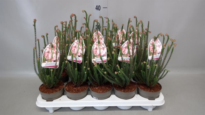 <h4>Erica   ...</h4>