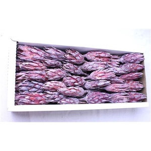 Repens Brombeer Frosted ( X 50 St )