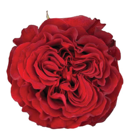 <h4>R Gr Hearts Red 40cm EC</h4>