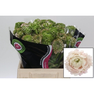 RAN PON PON HERMIONE