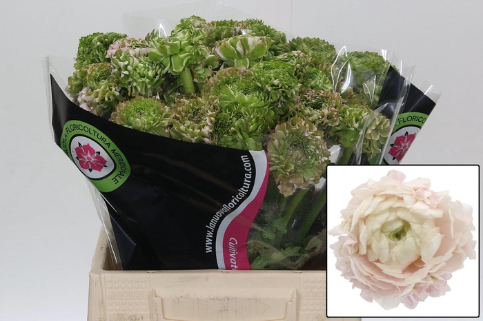 <h4>RAN PON PON HERMIONE</h4>