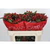 Hypericum True Romance Spray