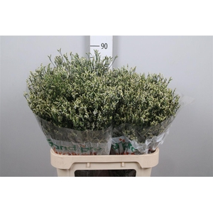 Lim Sin Cool Diamond