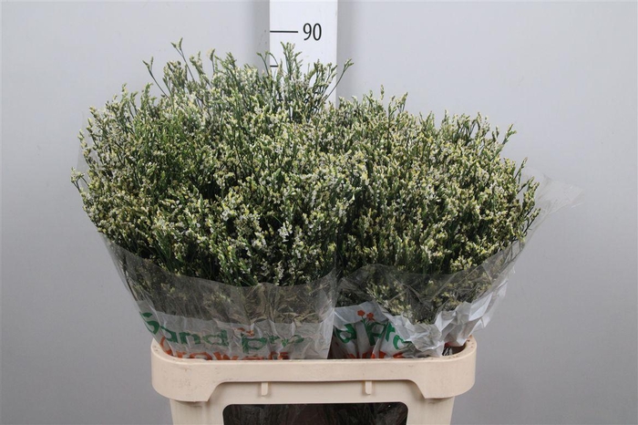 <h4>Lim Sin Cool Diamond</h4>