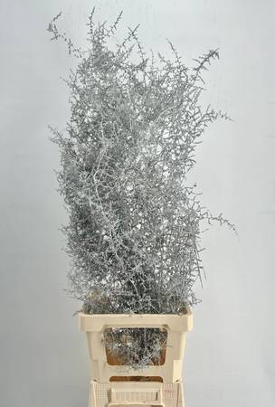 <h4>Asparagus Wild Painted Luxury Silver</h4>