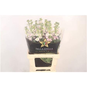 Matth Iron * Premium* Artic Queen