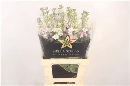 <h4>Matth Iron * Premium* Artic Queen</h4>