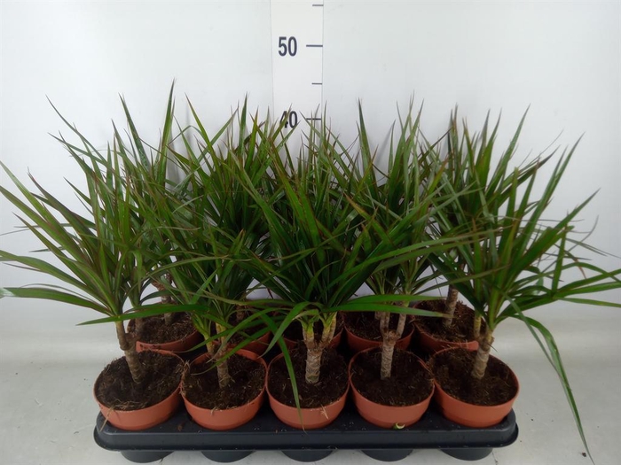 <h4>Dracaena marg.</h4>