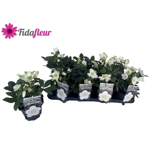 .Helleborus niger advent star