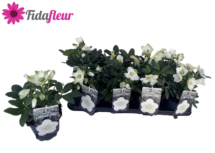 <h4>.Helleborus niger advent star</h4>