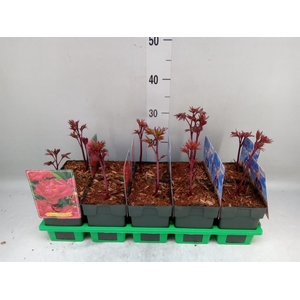 Paeonia lact. 'Karl Rosenf'