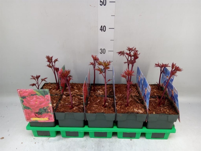 <h4>Paeonia lact. 'Karl Rosenf'</h4>