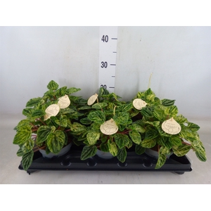 Peperomia