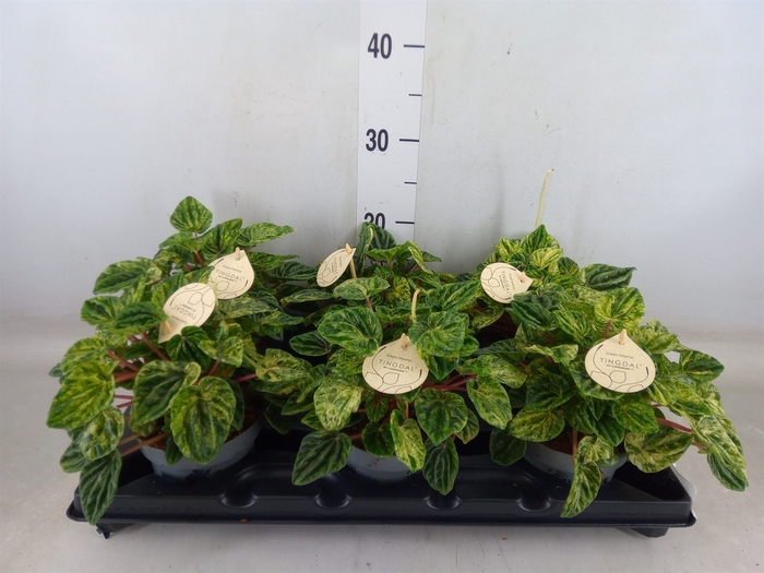<h4>Peperomia</h4>