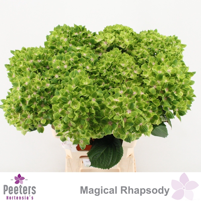<h4>HYDR M MAG RHAPSODY</h4>