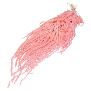 Dried flowers Amaranthus hanging 60cm x5