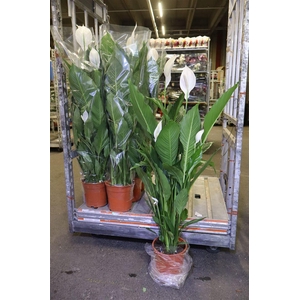 arr8 Spath Sweet Sebastia