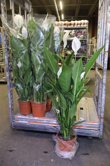 <h4>arr8 Spath Sweet Sebastia</h4>