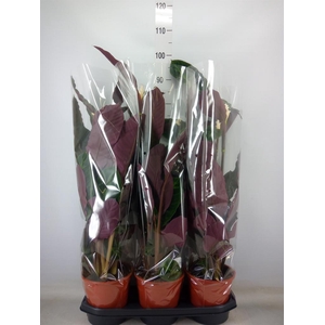 Calathea warscewiczii