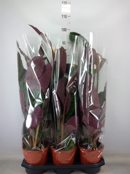 <h4>Calathea warscewiczii</h4>