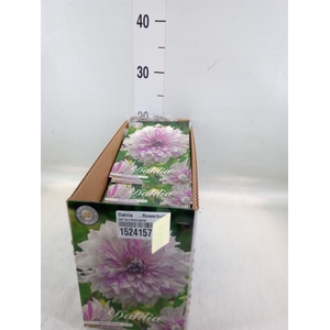 Dahlia   ...flowerbulbs