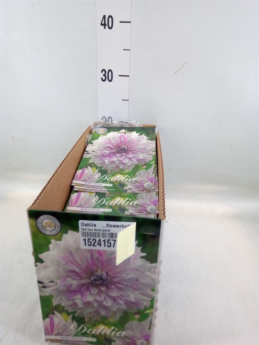 <h4>Dahlia ...flowerbulbs</h4>