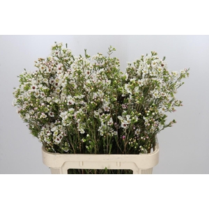 Chamelaucium Janelle