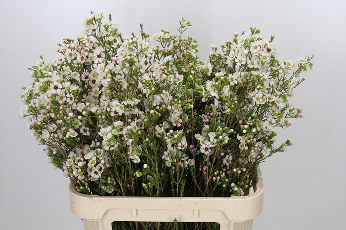 <h4>Chamelaucium Janelle</h4>
