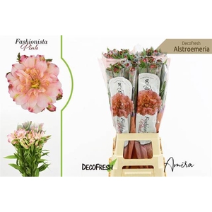 Alstroemeria si fashionista pink