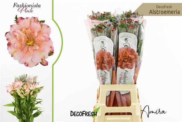 <h4>Alstroemeria si fashionista pink</h4>