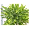 Nephrolepis Green Lady