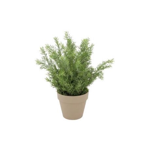 Silk Cypress Green In Pot Terra L 33x33x50cm