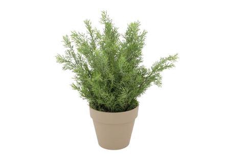 <h4>Silk Cypress Green In Pot Terra L 33x33x50cm</h4>