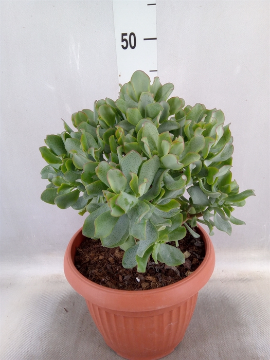 <h4>Crassula arborescens subsp. undilat</h4>