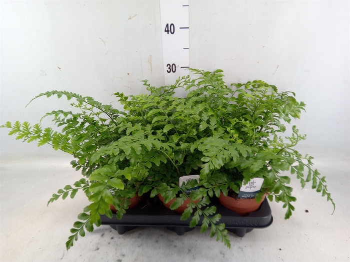 <h4>Asplenium parvati</h4>