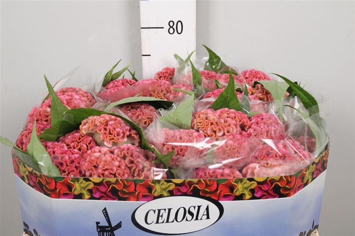 <h4>Cel C Act Ziva</h4>