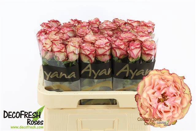 <h4>R Gr Country Candy Ayana</h4>