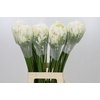 Agapanthus Gletsjer