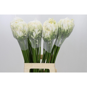 Agapanthus Gletsjer