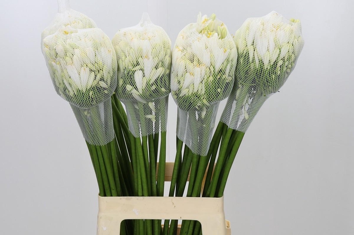 <h4>Agapanthus Gletsjer</h4>