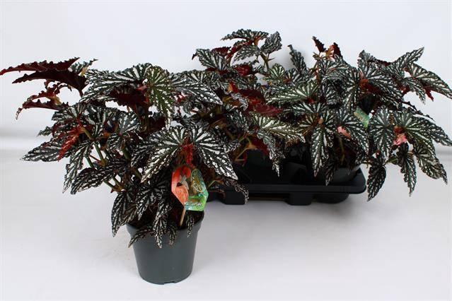 <h4>BEG MA SPOTL DARK</h4>