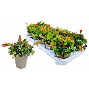 GAULTH PROCUMBENS
