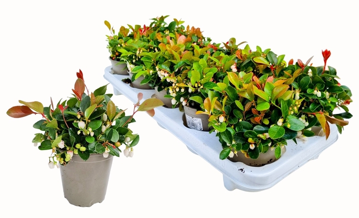 <h4>GAULTH PROCUMBENS</h4>