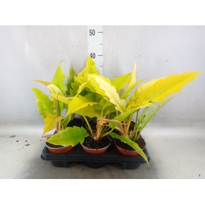 Philodendron   ...