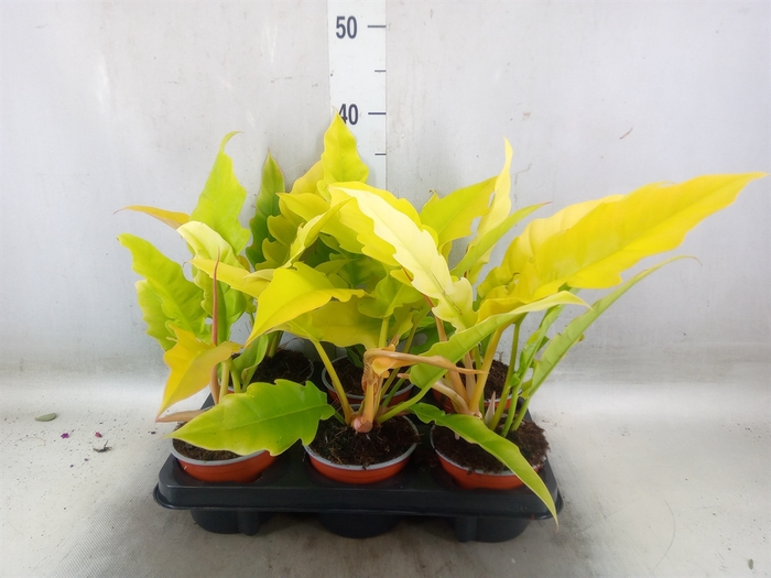 <h4>Philodendron   ...</h4>