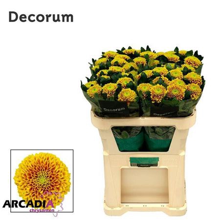 <h4>Chr G Tropicana</h4>