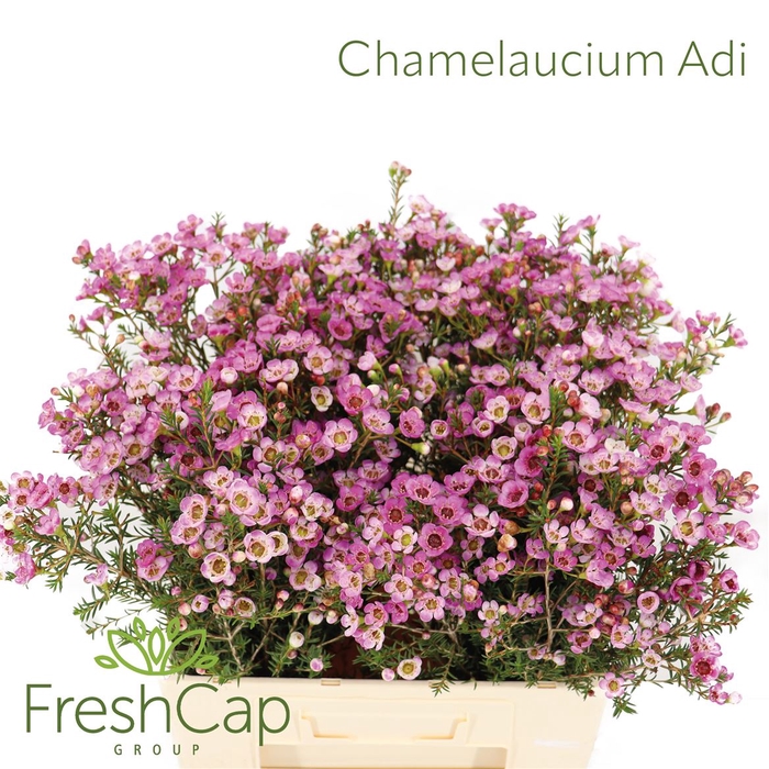 <h4>Chamelaucium Adi</h4>